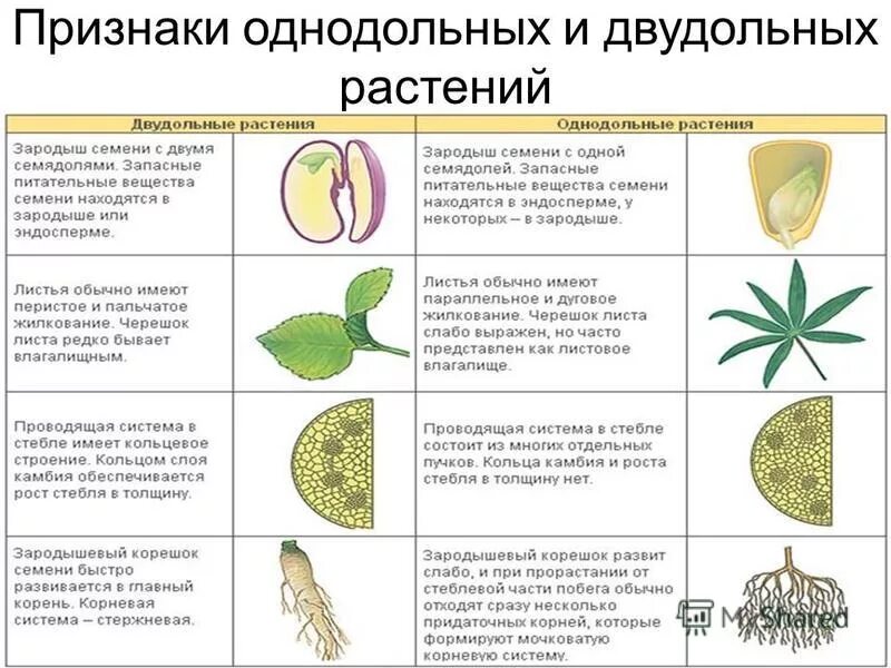 Покрытосеменные отличия. Признаки класса однодольных растений. Признаки однодольных и двудольных. Однодольные и двудольные растения признаки таблица. Признак характерный для класса однодольных растений.