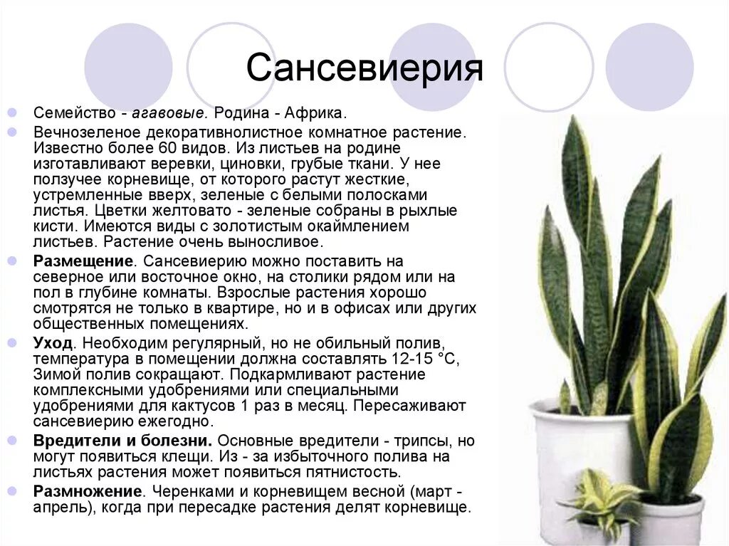 Сансивьерия «щучий хвост». Растение сансевьера щучий хвост. Сансевиерия трьохполосчаста (Sansevieria trifasciata).. Сансевьера описание растения. Пересадка сансевиерии в домашних условиях