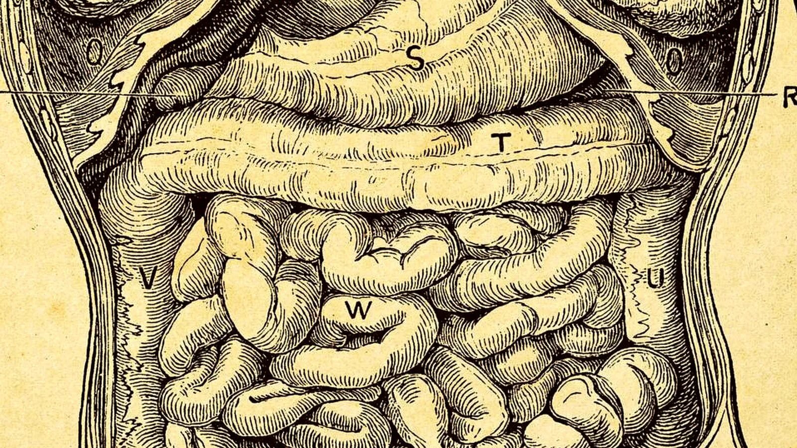 кишечник старого человека