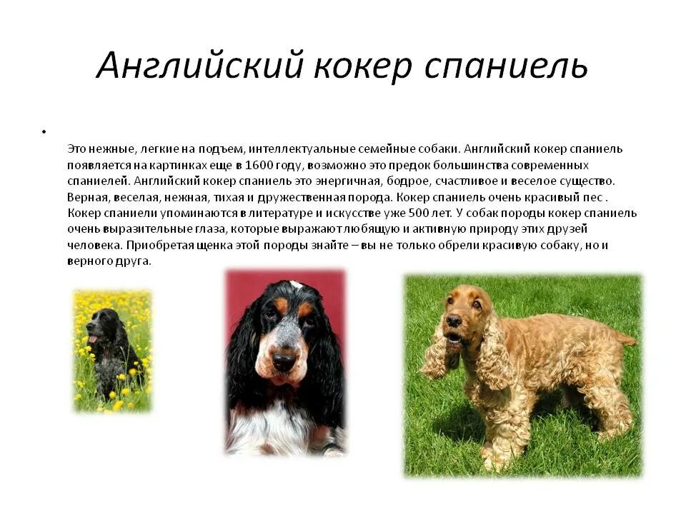 Характеристика собак породы спаниель. Кокер спаниель стандарт породы. Описание собаки породы английский кокер спаниель. Породы собак описание английский кокер. Доклад о породе собак 2 класс кокер-спаниель.