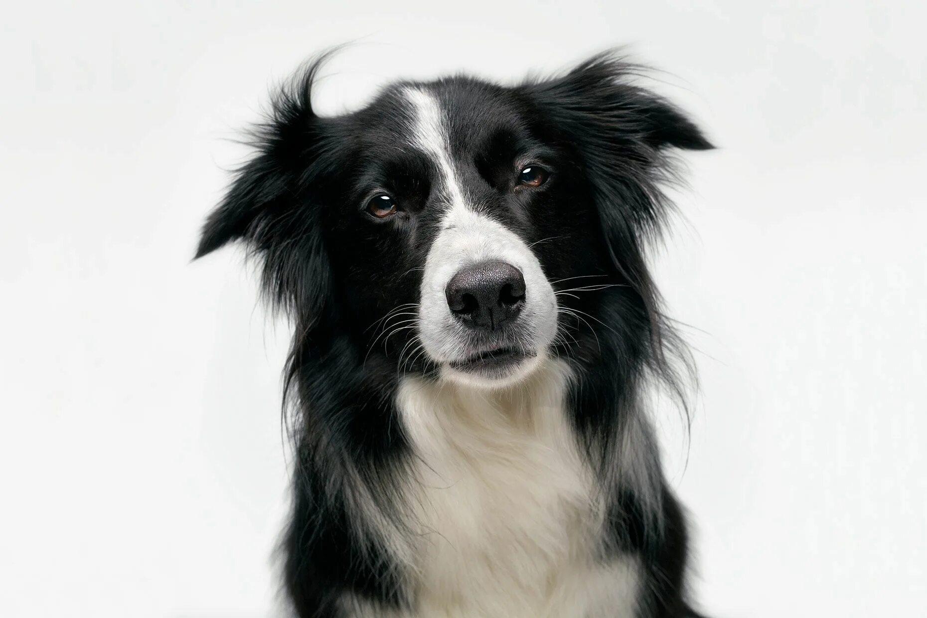 Лабрадор ретривер. Умный пес. Intelligent dogs. Clever dog. Интеллектуальные способности собак.