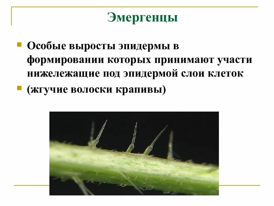 Строение жгучего волоска крапивы. Строение волоска крапивы. Эмергенцы крапивы. Эмергенцы строение. Выросты эпидермы.