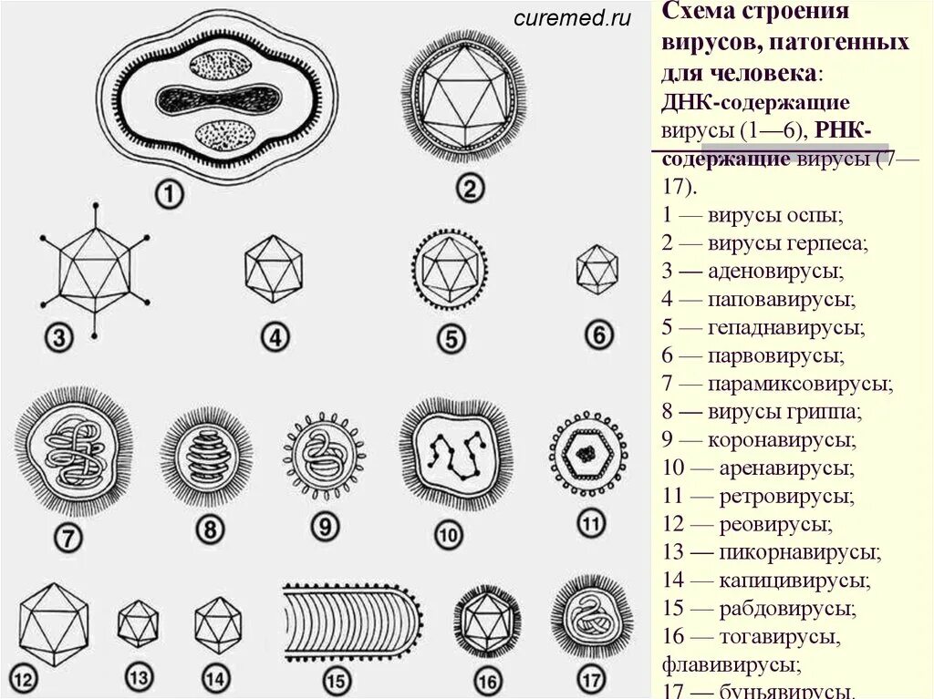 Различных образцов