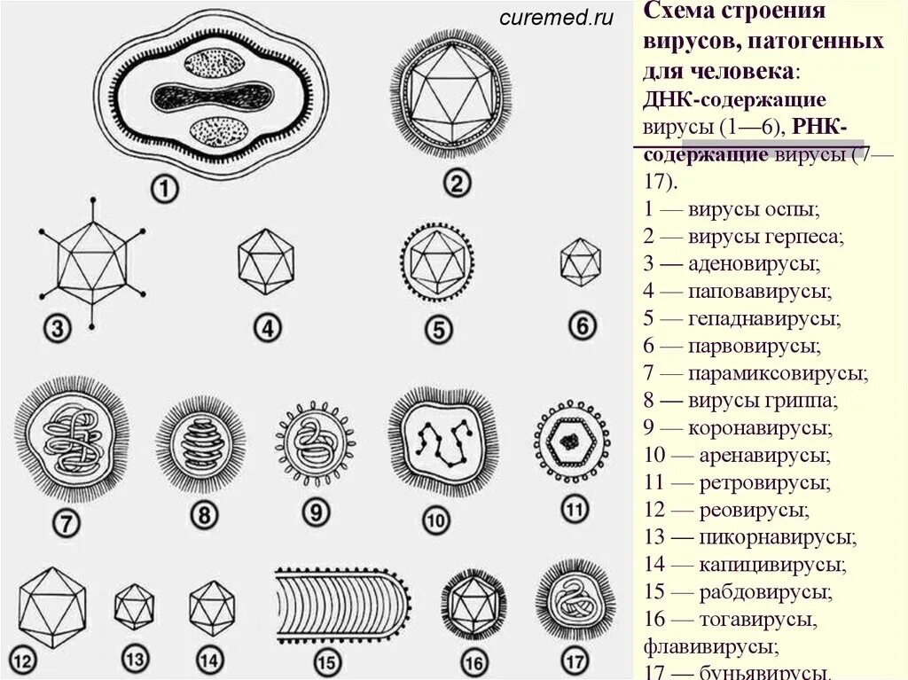 3 группы вирусов. РНК содержащие вирусы. Вирусы ДНК И РНК содержащие схема. ДНК содержащие вирусы схема. Схема строения вируса.