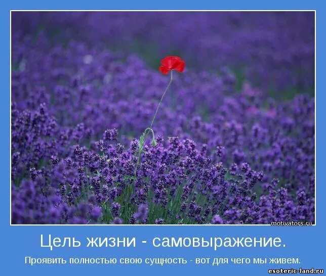 Цель жизни самовыражение. Мотиваторы про жизнь со смыслом. Яркие краски цитаты. Мотиватор для жизни.