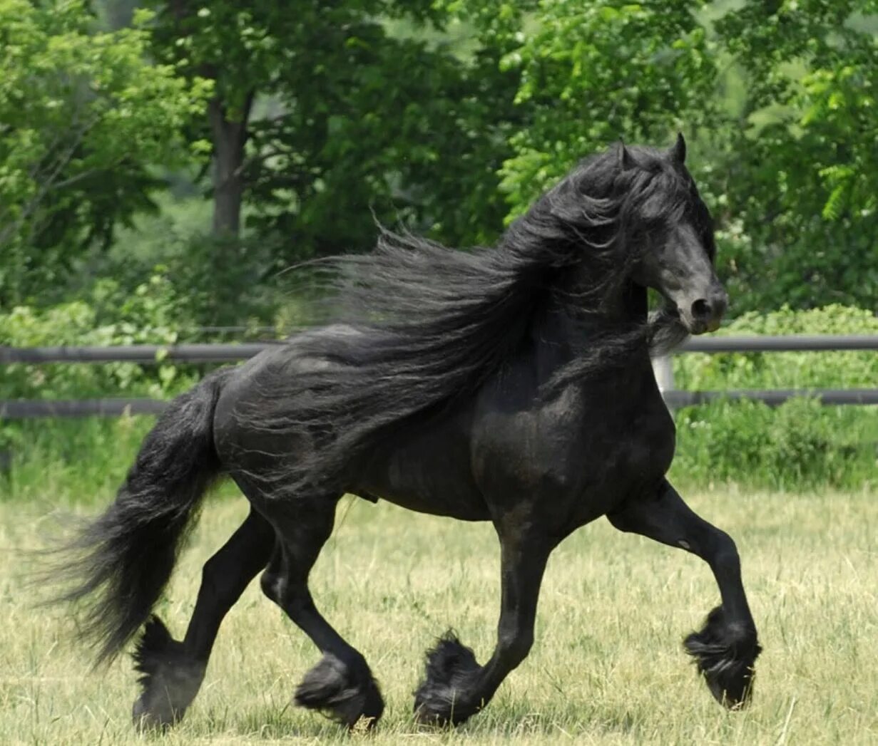 Про черного коня. Фризская лошадь. Пегая Фризская лошадь. Фризская Вороная.