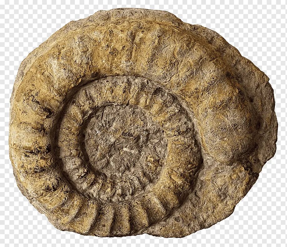 Окаменелые останки древних животных и растений. Ammonite fossil. Древние окаменелости. Окаменелые моллюски аммониты. Ископаемые окаменелости аммонит.
