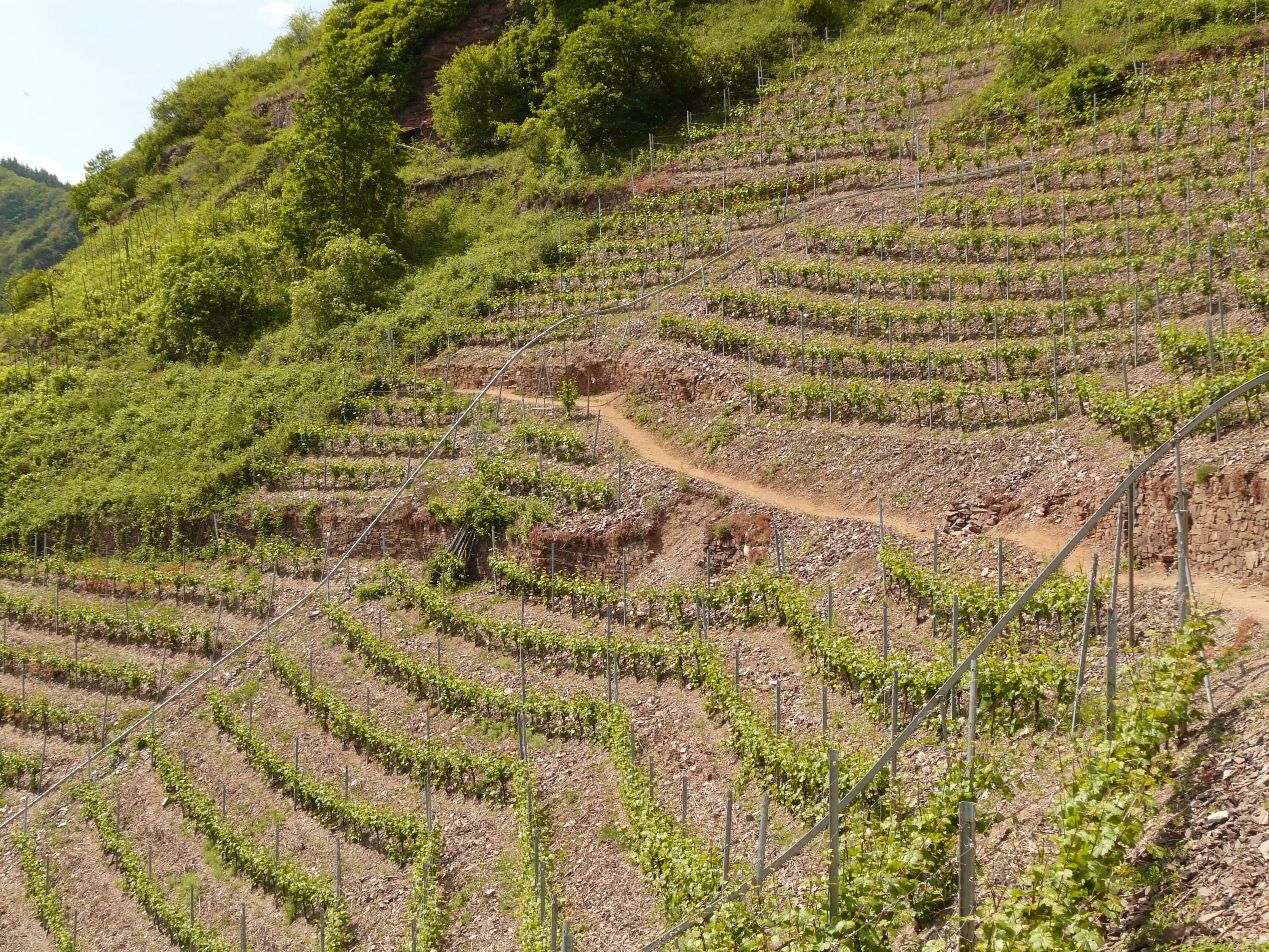 Горный урожай. Террасирование склонов виноград. Террасированные склоны Молдавии (виноградники. Хибины террасирование склонов. Террасные виноградники Мозель.