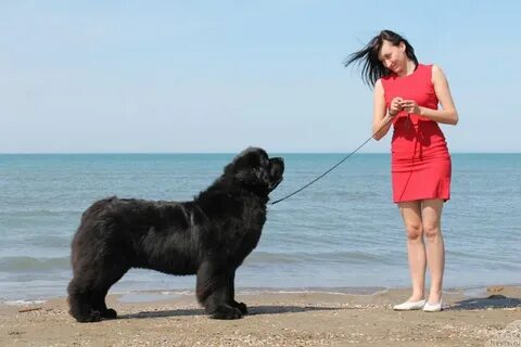 Ньюфаундленд площадь