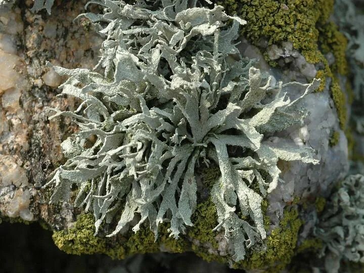 Цвет лишайников. Ramalina fraxinea. Рамалина лишайник. Рамалина китайская. Лишайник рамалина волосовидная.