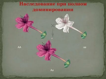 Наследование признаков при полном доминировании