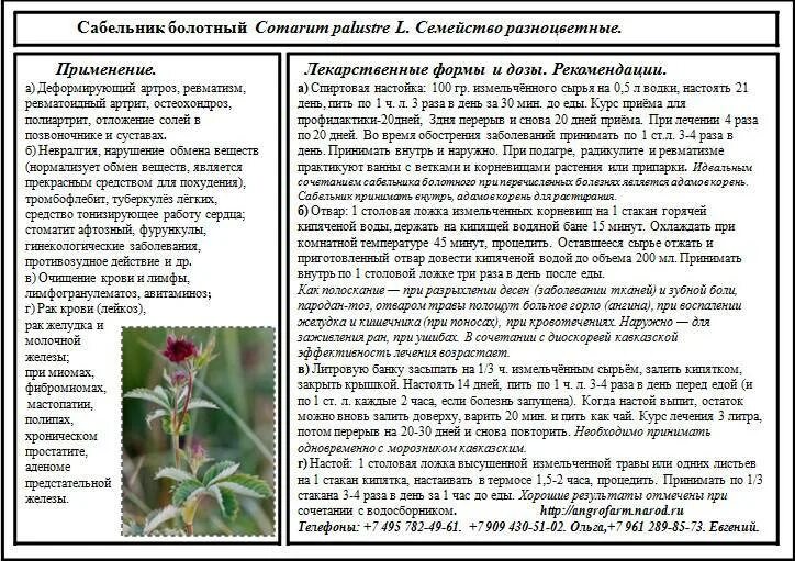 Болотный лечебные свойства и противопоказания. Лечебная трава сабельник болотный. Настойка для суставов сабельник болотный. Сабельник болотный противопоказания. Сабельник трава инструкция.