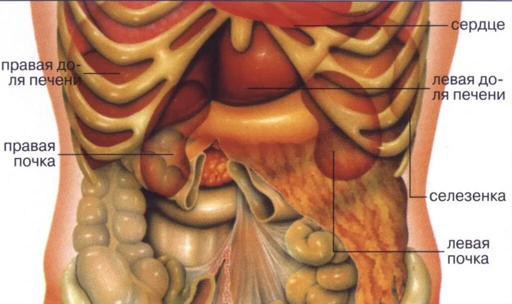 Левая часть низа живота. Строение внутренних органов человека брюшная полость. Строение человека внутренние органы женщины брюшной полости. Строение человека внутренние органы мужчины брюшной полости. Строение внутренних органов женщины брюшная полость.