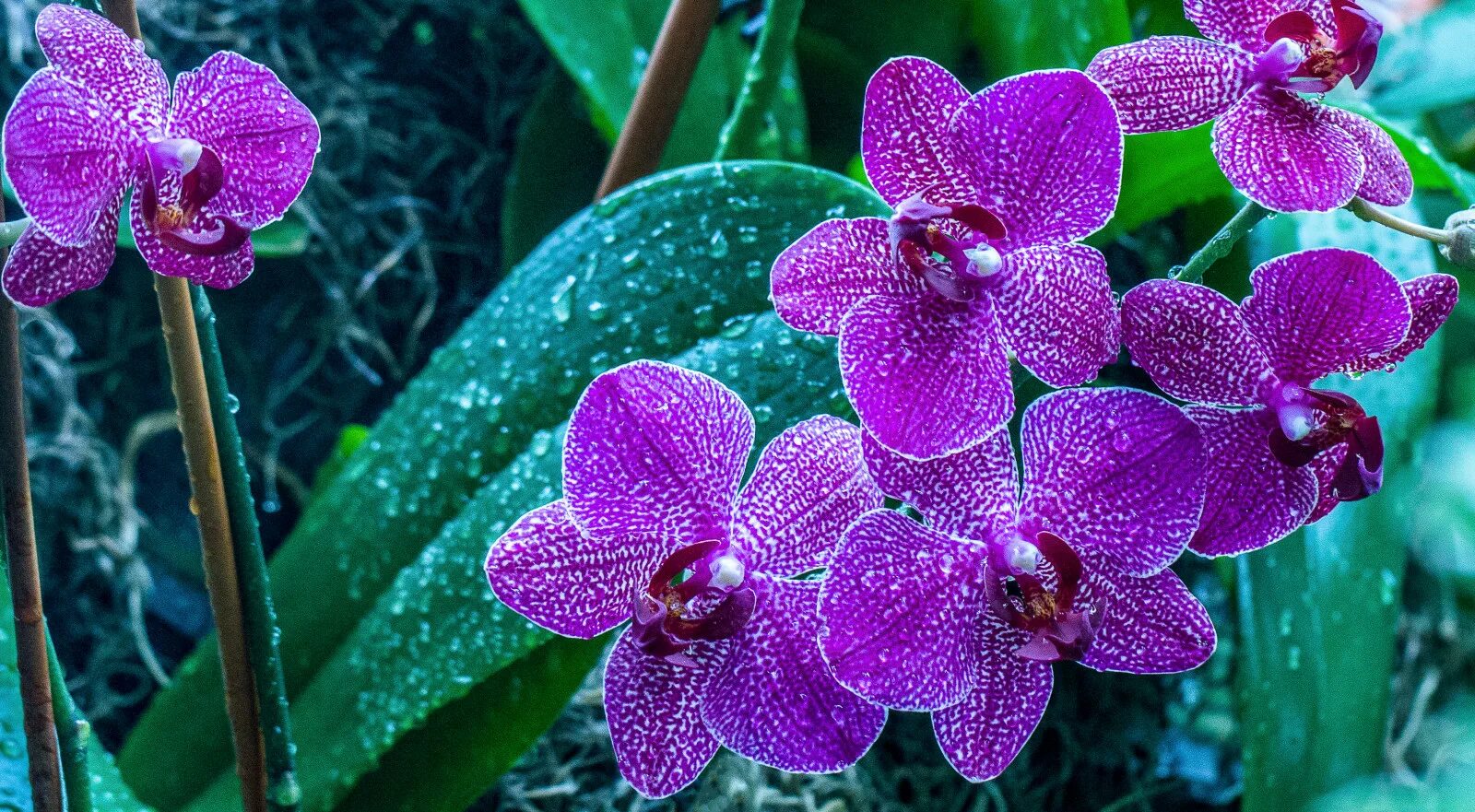 Орхидея живая цветок. Орхидея фаленопсис Экзотик. Фаленопсис Perceval.