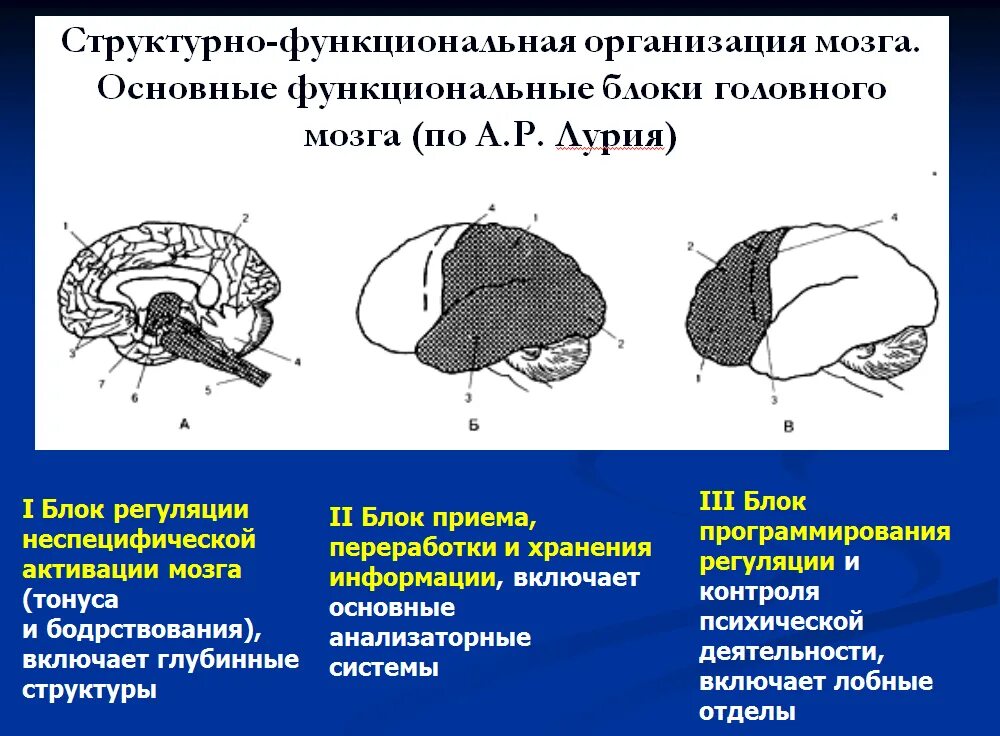 Функциональная организация движений