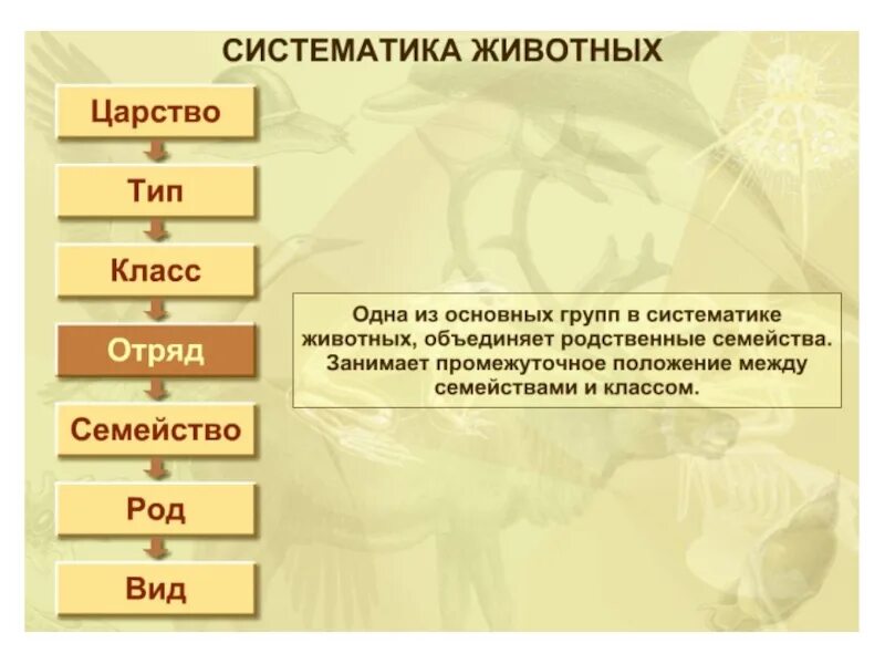 Типы в систематике животных. Систематика животных. систематиматика животных. систематика животных 7 кл. систематика животных таблица 7 класс.