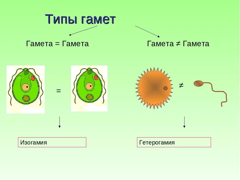 Мужская гамета. Хологамия изогамия гетерогамия оогамия. Изогамия оогамия. Изогамия анизогамия. Половое размножение изогамия.