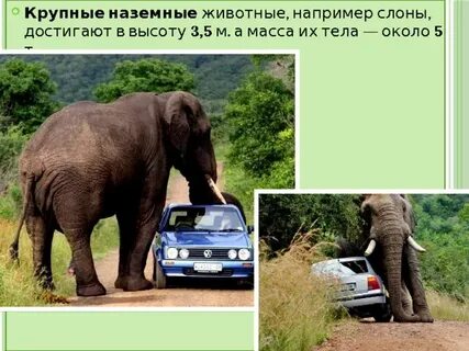 Самое сильное сухопутное животное