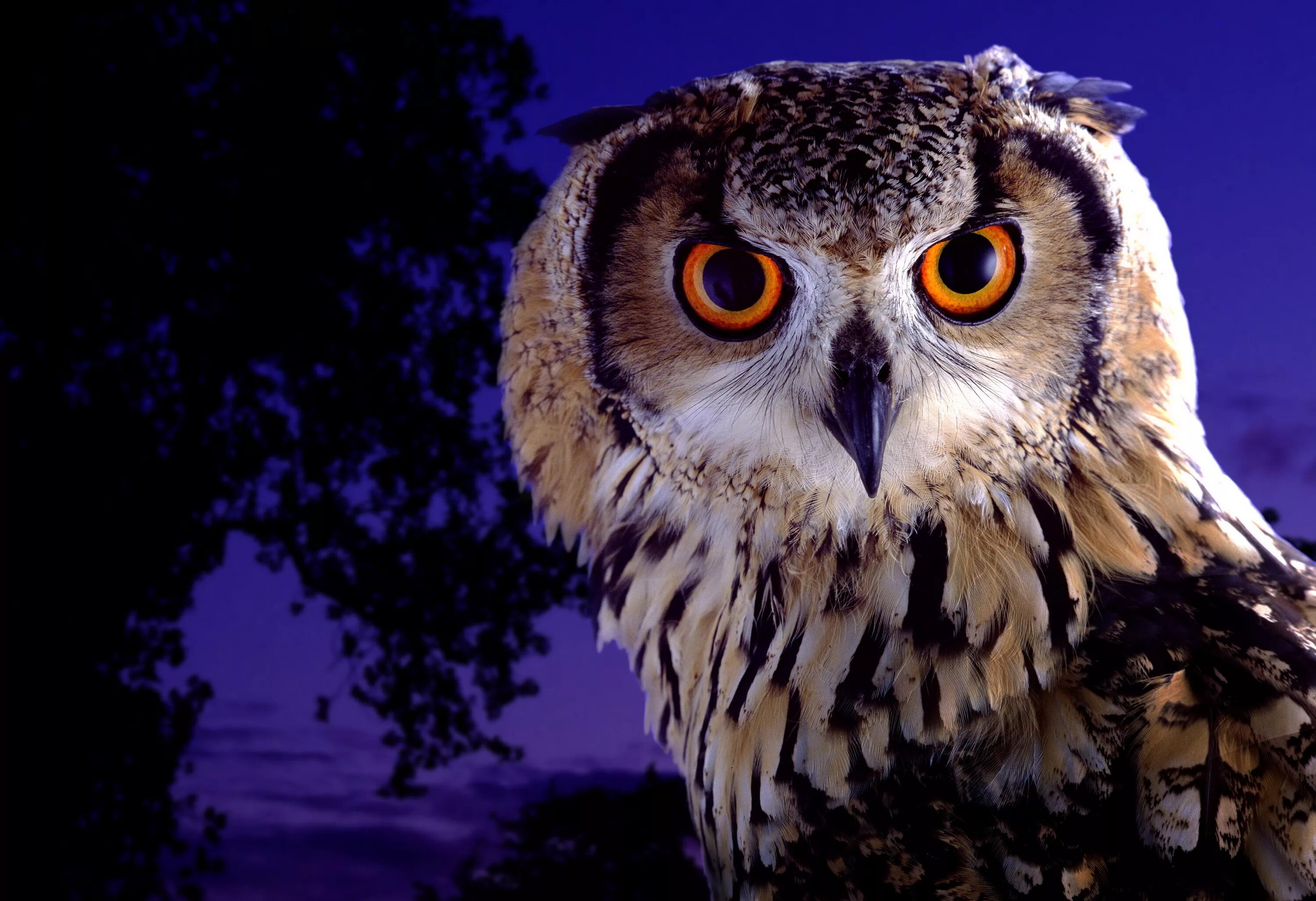 филин про. совообразные филин. европейский филин (bubo bubo).