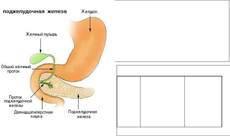 Желчный пузырь и поджелудочная железа. Болезни поджелудочной и желчного пузыря. Питание для поджелудочной железы и желчного. Что полезно для желчного пузыря и печени. Продукты полезные для желчного пузыря и печени