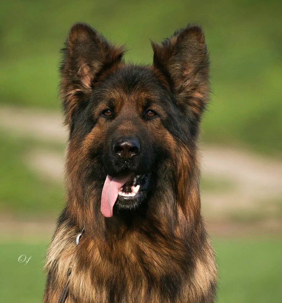 Himalayan Sheepdog / Himalayan Mastiff / Bhote Kukur / Himalayan Shepherd Dog br