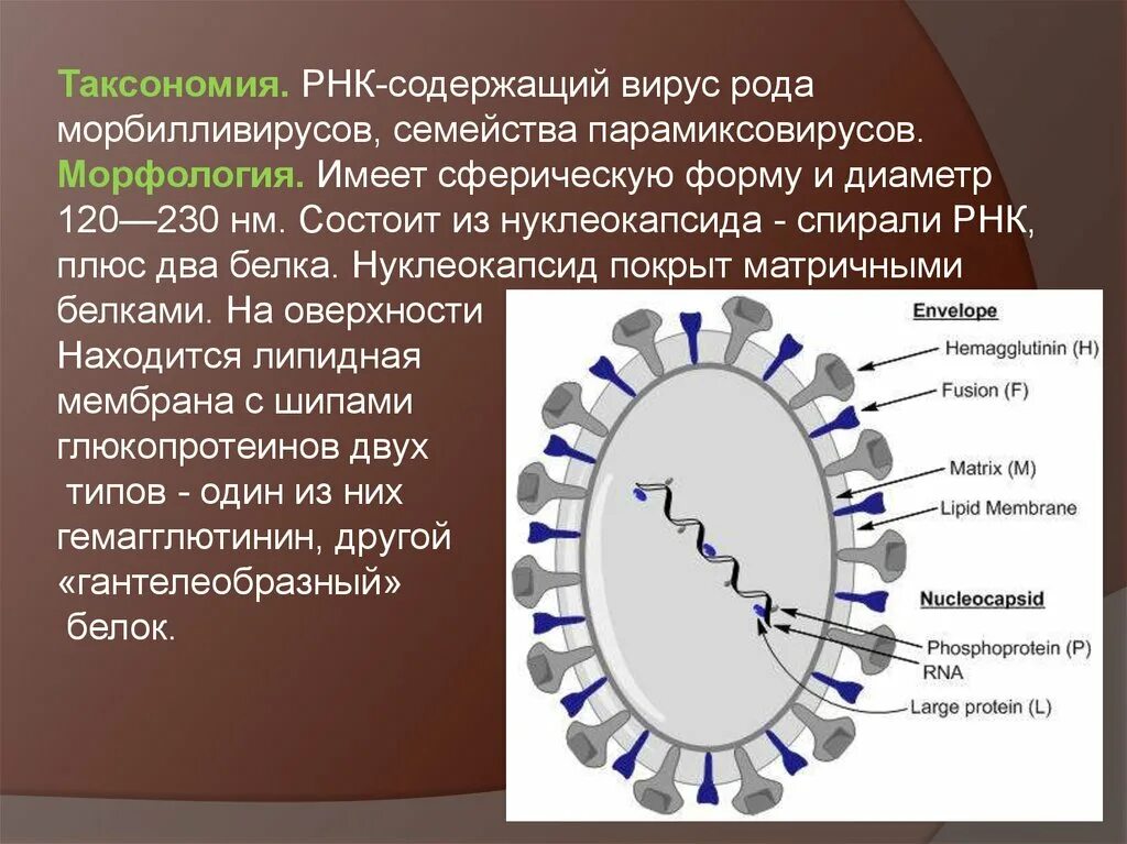 РНК-вирус рода морбилливирусов семейства парамиксовирусов. Вирус кори таксономия. Парамиксовирусы микробиология. Морфология парамиксовирусов.