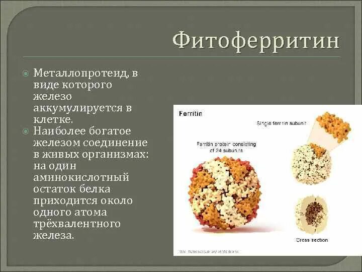 Сложные белки состав. Соединения железа в живом организме. Металлопротеиды. Железо входит в состав многих белков. Фитоферритин.