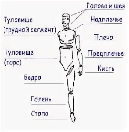 Предплечье где находится 4 класс