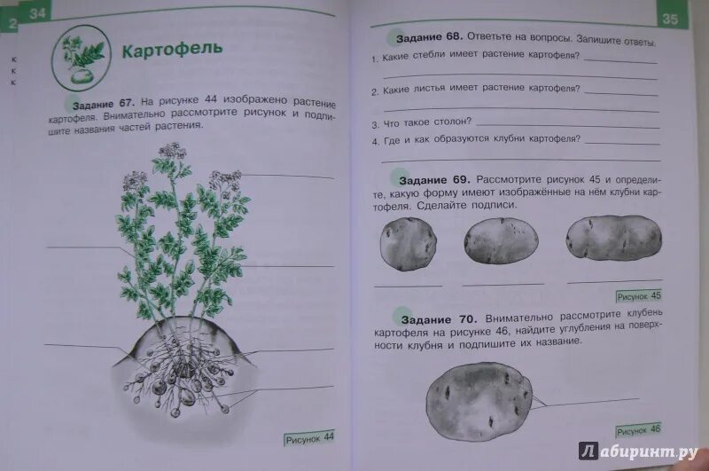 Тетрадь сельское хозяйство. Рабочая тетрадь 5 кл сельскохозяйственный труд. Задания по сельскохозяйственному труду. Сельскохозяйственный труд 5 класс. Технология. Сельскохозяйственный труд.