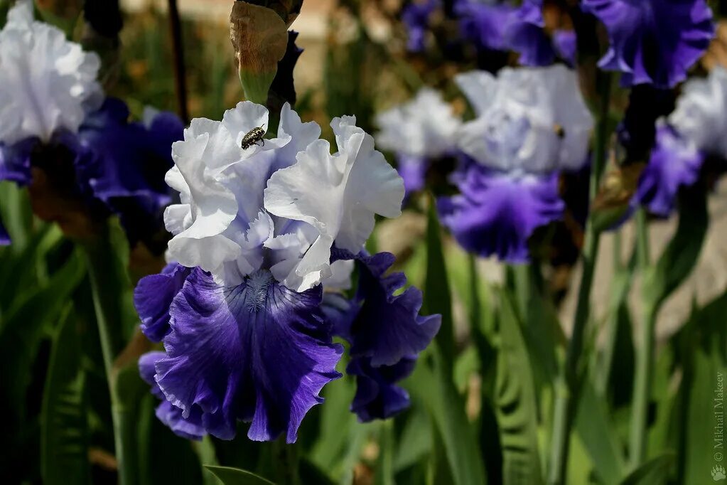 Ирис пинк этрекшн. Сеть ирис. Ирис сет ту мюзикл. Ирис бородатый trevi fountain фото описание сорта. Ирис бородатый ванити.