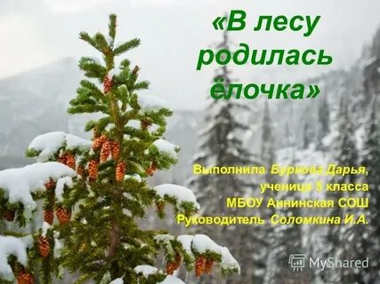 В лесу родилась елочка факты