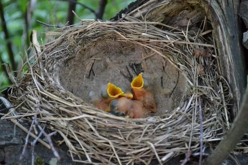 В 1 гнезде 3 птенца. Птенец Грача. Птенцы в гнезде. Гнездо для птиц.. Гнезда с маленькими птенцами.