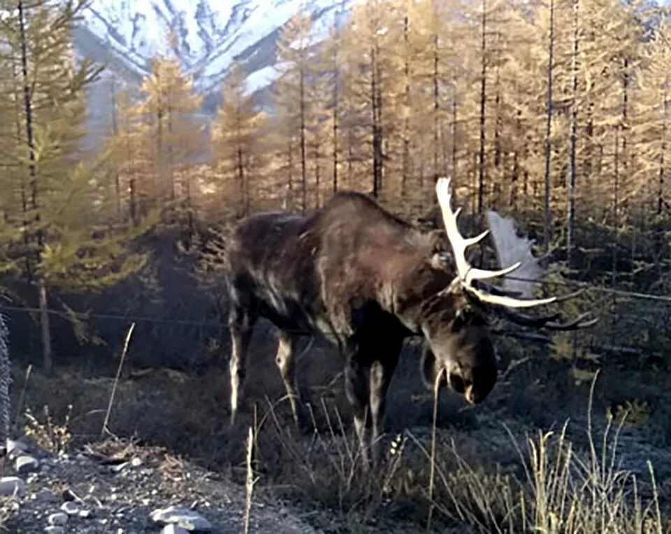 Связь лось. Охота на Баранов в горах Томпонский район Якутия олени Погодаев м п.