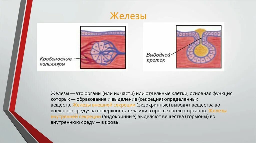 Экзокринные железы. Органы экзокринной железы. Железа. Экзокринная железа половых желез.