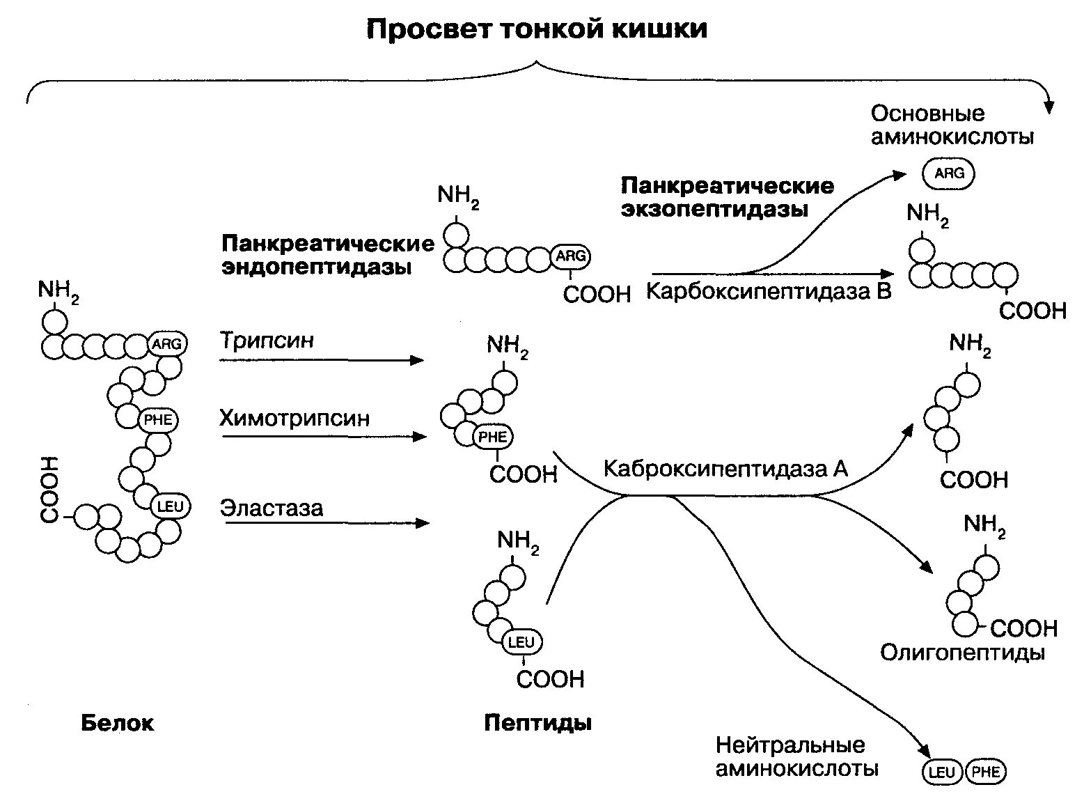 Переваривание белков биохимия схема. Схема всасывания аминокислот в кишечнике. Всасывание белков в кишечнике биохимия. Механизм всасывания аминокислот.