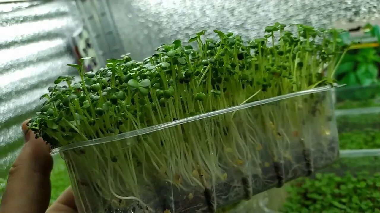 Куда продавать микрозелень. Лук шнитт микрозелень. микрозелень лук-порей. микрозелень шнитт-лука. микрозелень гороха.