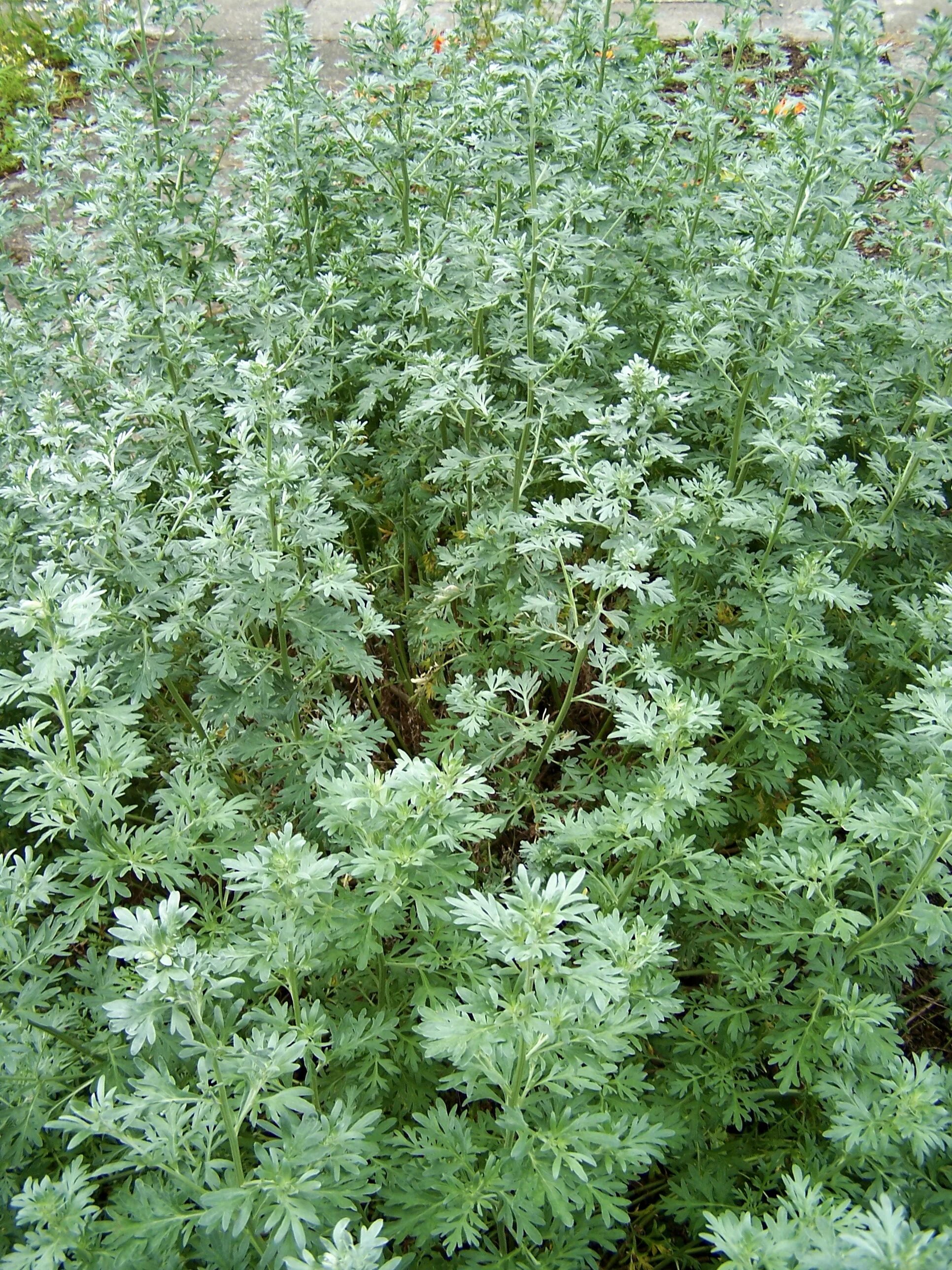 Полынь пряная. Полынь мелколистная. Полынь горькая (Artemisia absinthium). Полынь Вормвуд. Полынь absinthium.