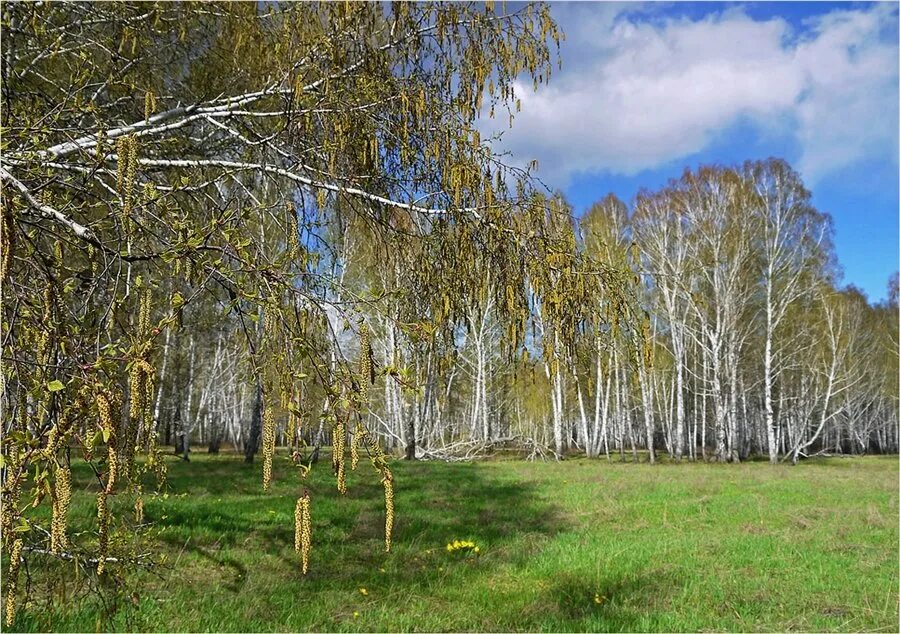 Расцвел в роща. Береза весной. березовая роща весной.