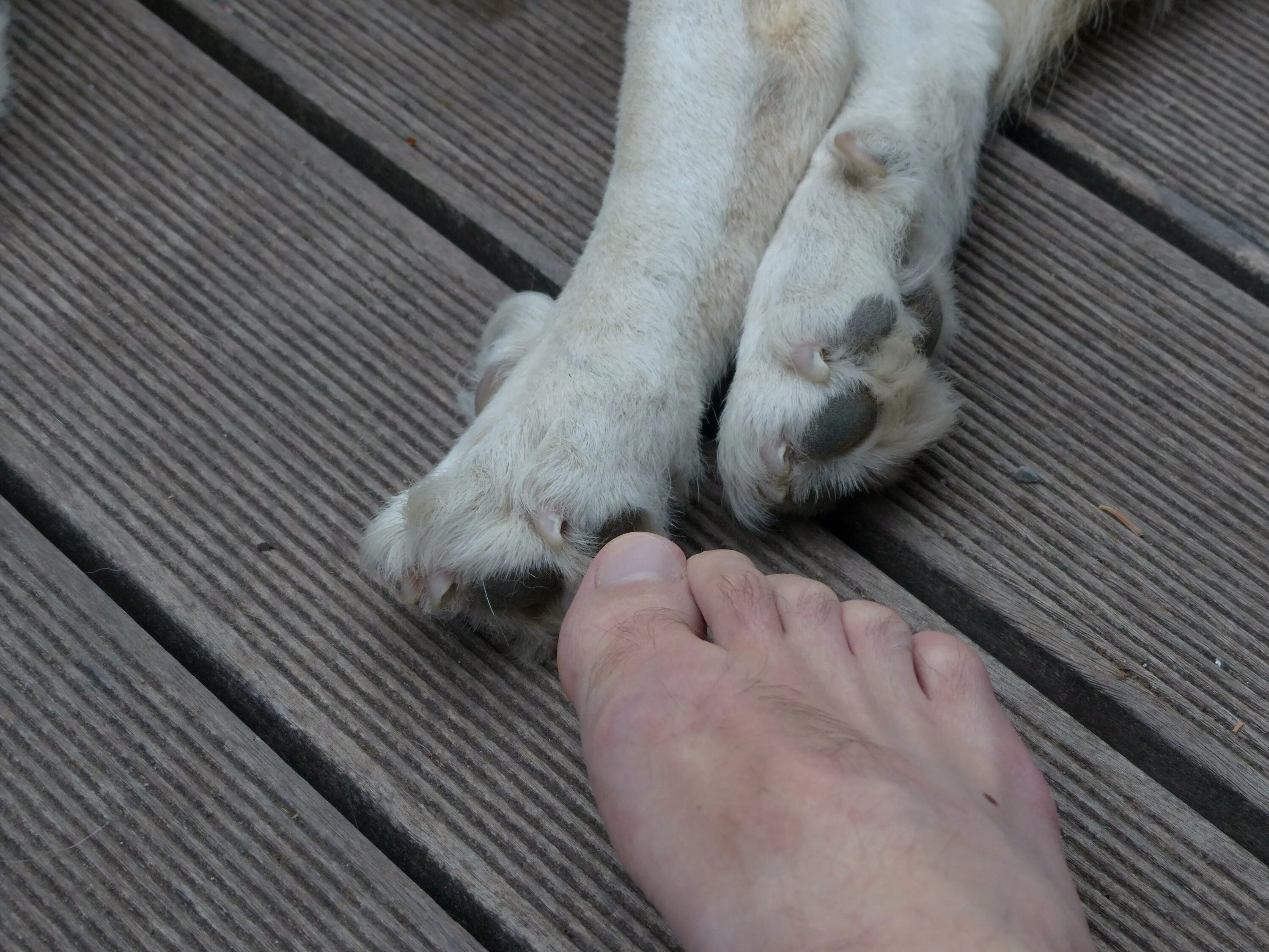 Лапка собаки. Собачья лапа. Собачья лапа фото. Feet dog