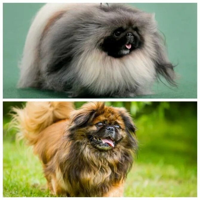 Щенки пекинеса маленькие. Пекинес. Пекинес щенок девочка. Пекинес. Клички для собак девочек пекинес.