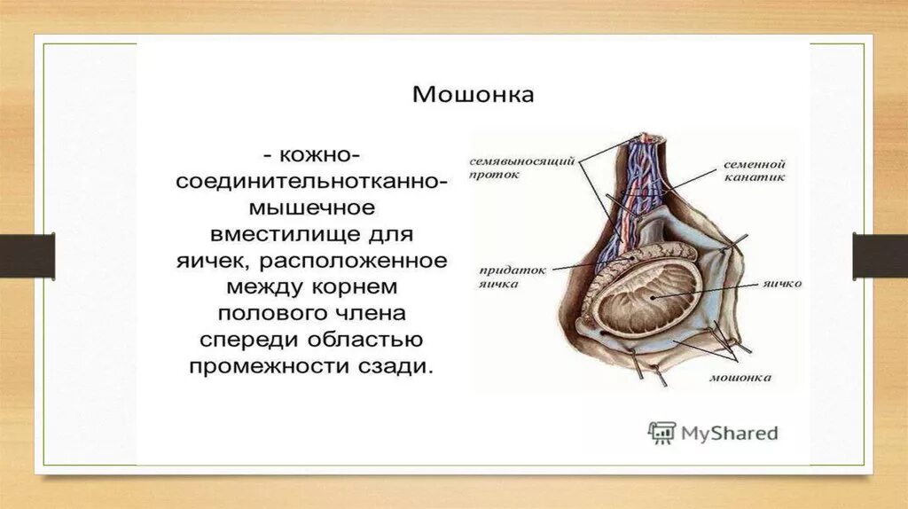 Между заднем проходом и яичками