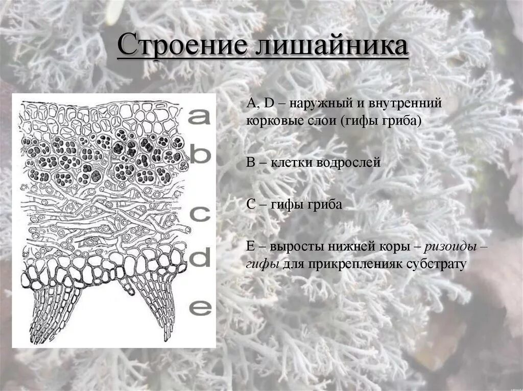 Строения лишайника фотосинтезирующий слой. Строение лишайника. Внутреннее строение лишайника. Схема внутреннего строения лишайника.