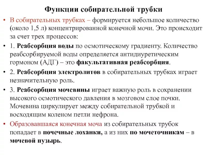 Выделительные трубочки. Процессы в собирательной трубке. Собирательная трубочка нефрона функция. Эпителий собирательных трубочек почек. Какой процесс происходит в собирательной трубочке.
