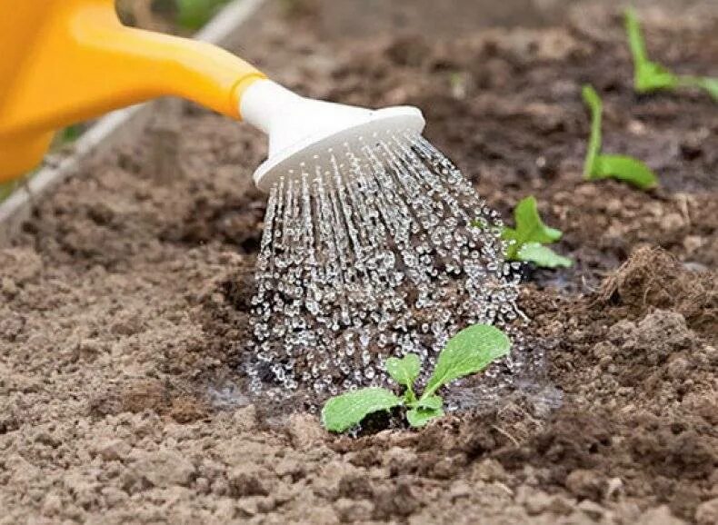 Редис в горшке. Полить редис. Полить редис. Рыхление рассады. Теплица для редиски.