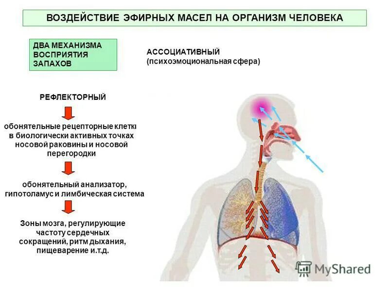 Как масло влияет на организм. Воздействие эфирных масел на организм человека. Влияние запахов на организм человека. Влияние аромамасел на организм человека. Механизм воздействия запахов на человека.