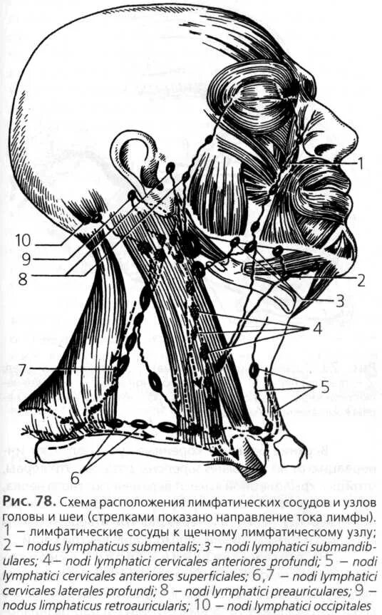 Лимфатическая система головы и шеи схема. Лимфатические узлы шеи схема. Расположение лимфатических узлов на шее и голове. Лимфоидные узлы головы и шеи.