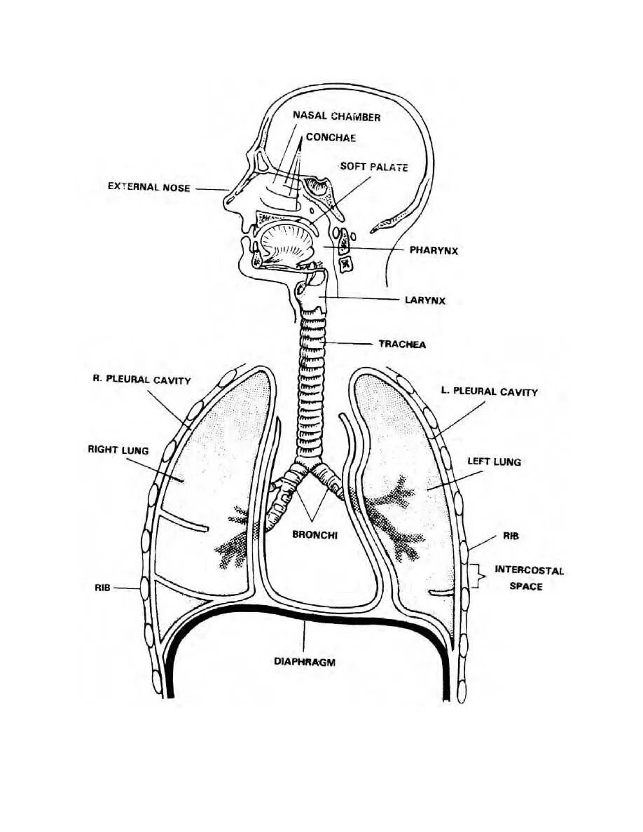 Дыхательная система человека схема. Схема строения дыхательной системы. Дыхательная система анатомия с подписями. Строение дыхательной системы человека схема с подписями.