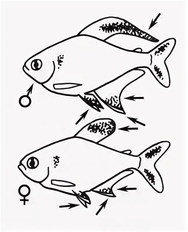 Тернеция как отличить самца. Тернеция самец и самка. Тернеция самец и самка отличие. Тернеция рыбка самец и самка. Рыбки Тернеция отличие самки от самца.