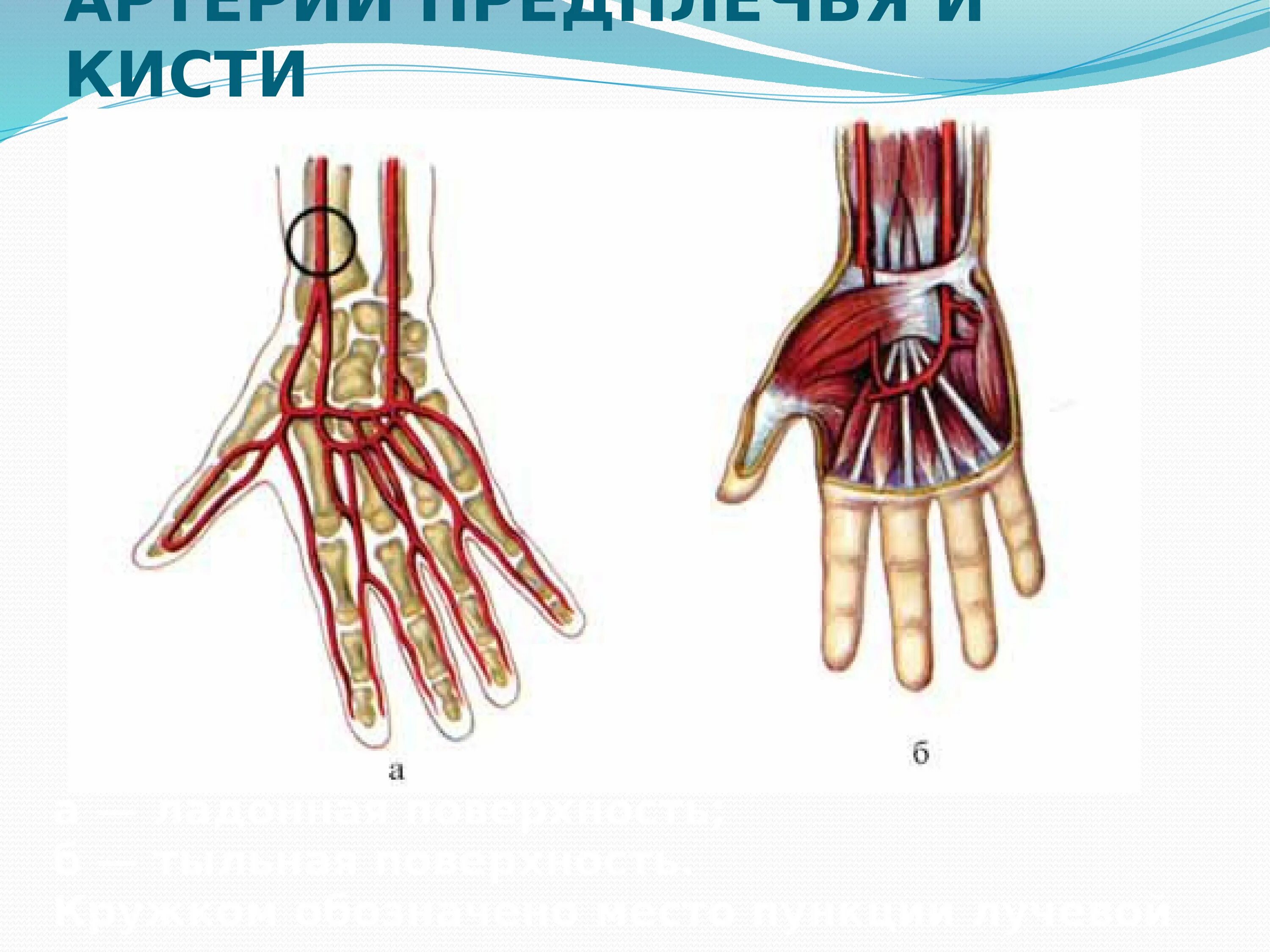 Анатомия лучевой артерии на предплечье. Анатомия сосудов кисти ладонная поверхность. Тыльная запястная ветвь лучевой артерии. Артерии ладонной поверхности предплечья и кисти. Поверхность запястья