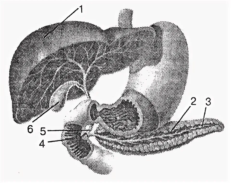 Пищеварительные железы человека рисунок. Желчный пузырь и поджелудочная железа взаимосвязь. Рисунок большие пищеварительные железы печень протоки. Печень двенадцатиперстная кишка поджелудочная железа.